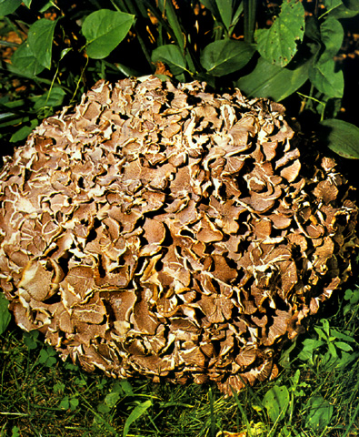  Image name: Barbagino4.jpg 
 width: 395 pixel 
 height: 480 pixel 
 Size: 230413 bytes 
 Click to enlarge 